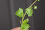 Ivyleaf speedwell